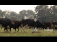 Cows Grazing 1 469